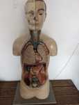 Modelo corpo humano