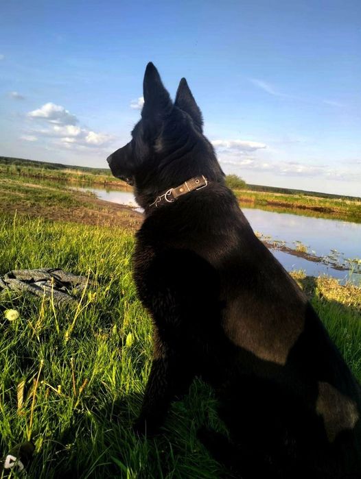 Східноєвропейська вівчарка.