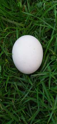 Jaja lęgowe od kur rasy indio gigante