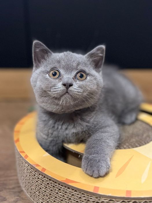 Prześliczne kocurki brytyjskie krótkowłose FPL