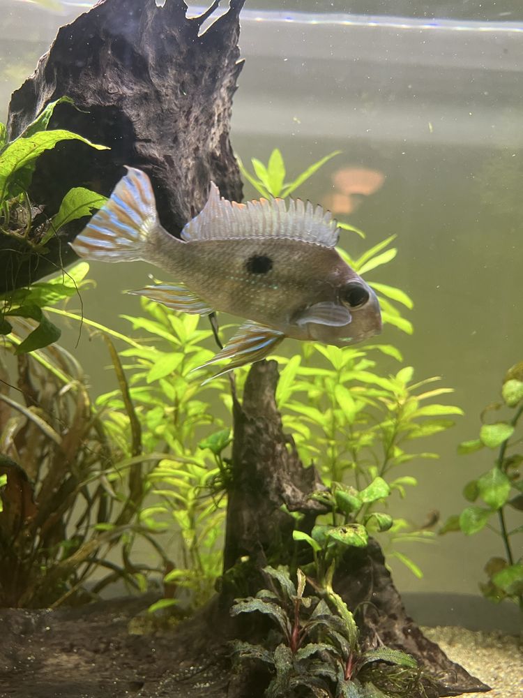 Geophagus. 10cm