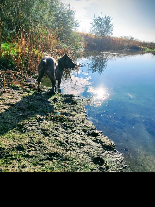 Собака кане корсо