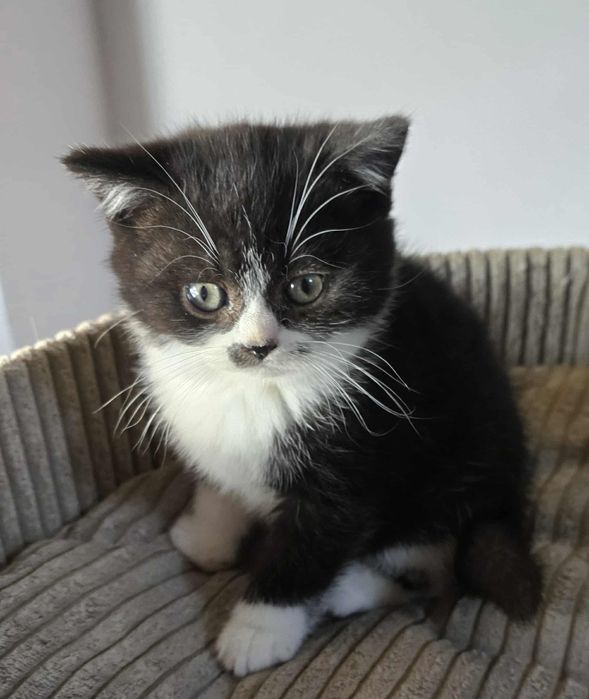 Kotki brytyjskie FPL