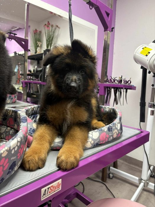 Owczarek Niemiecki Długowłosy