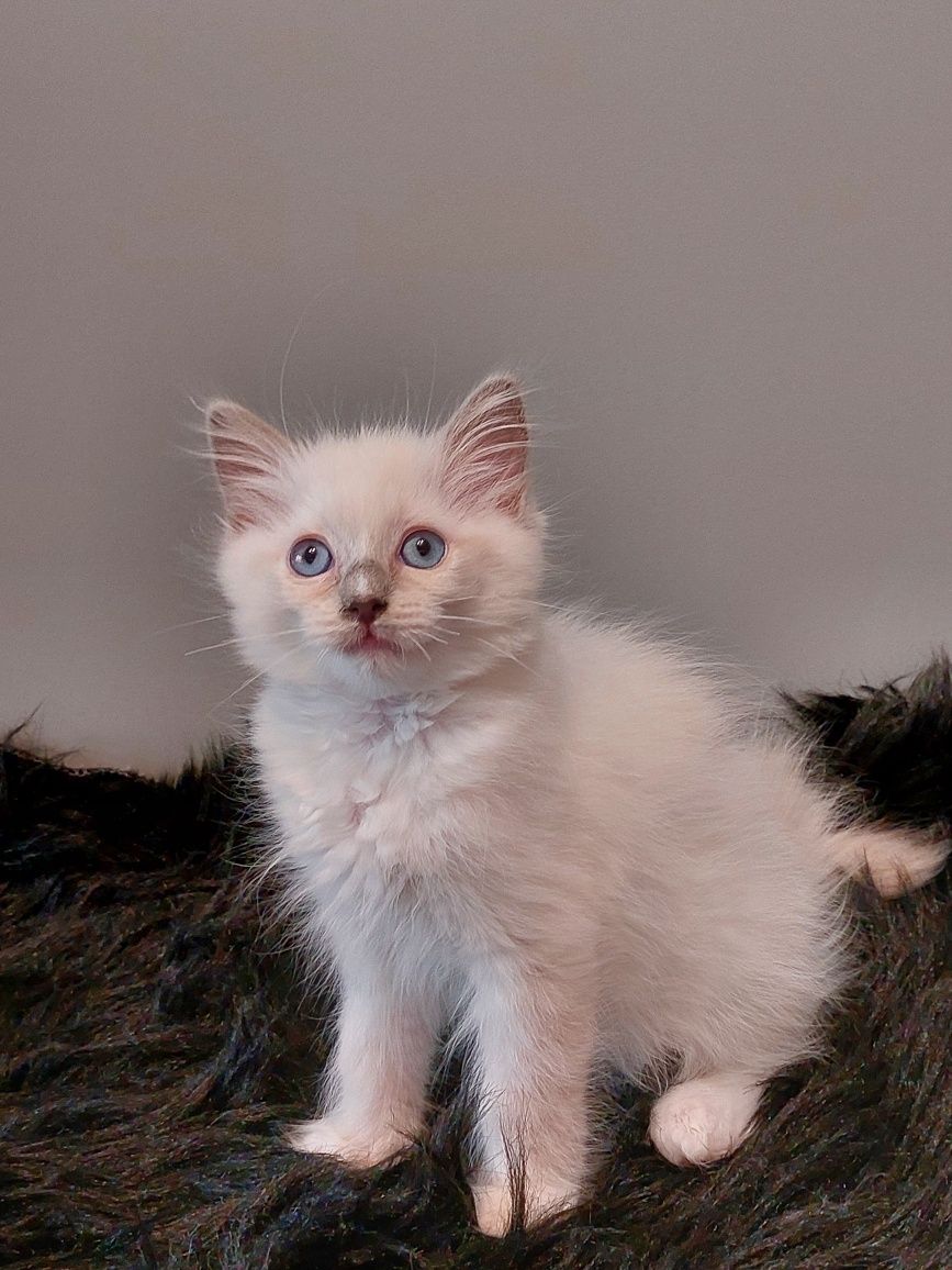 TELMA koteczka Ragdoll do rezerwacji