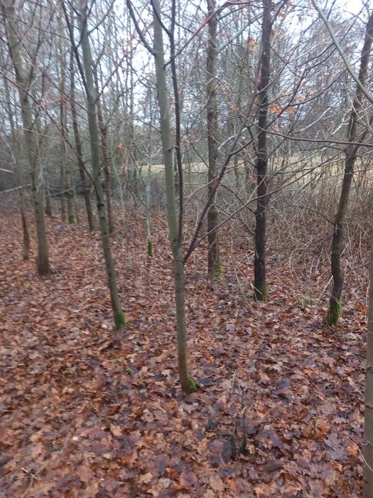 Lipa Drobnolistna z bryłą z plantacji 3-5m 16-18cm 18-20cm
