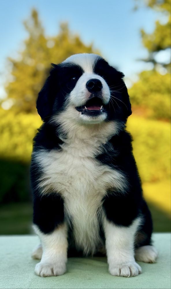 Amerykański owczarek miniaturowy- MAS - Mini Aussie- piesek FCI