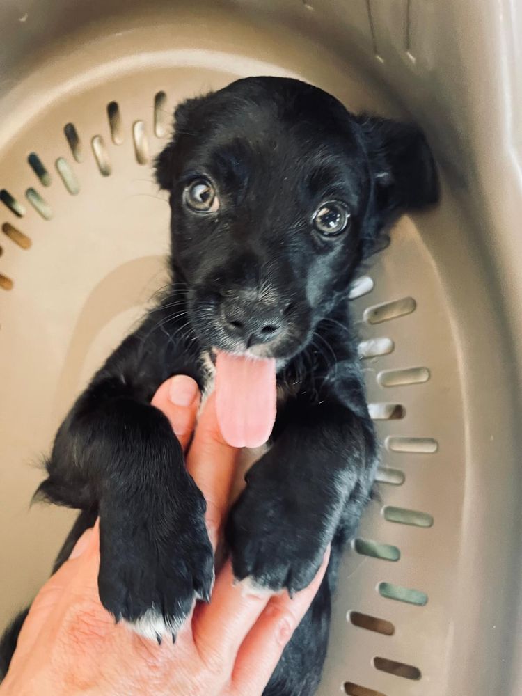 Nala- cachorrinha porte pequeno/médio
