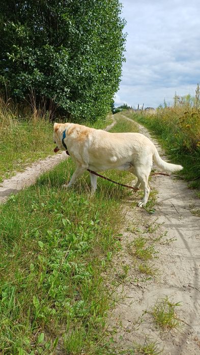 Rezerwacja: Szupi, około 8 letni, w typie labradora, przekochany