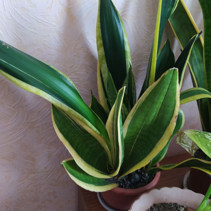 Сансівєра кімнатна квітка