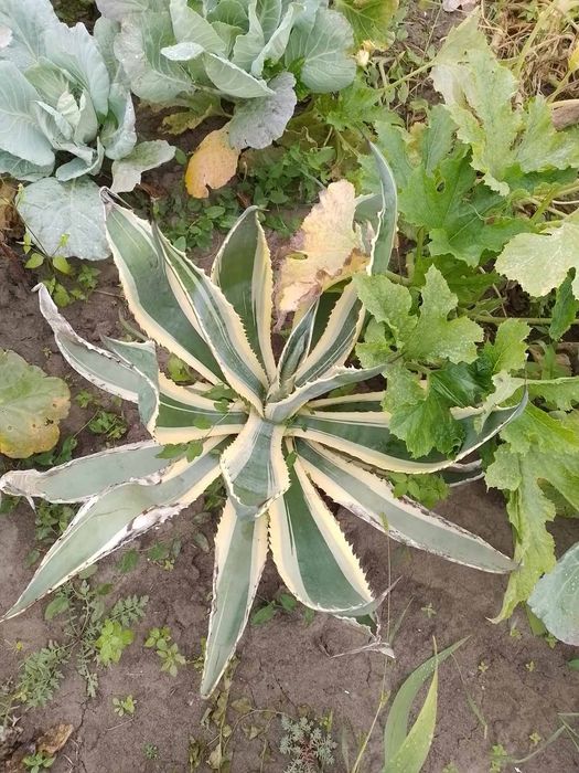 Агава привезена з Азовського моря