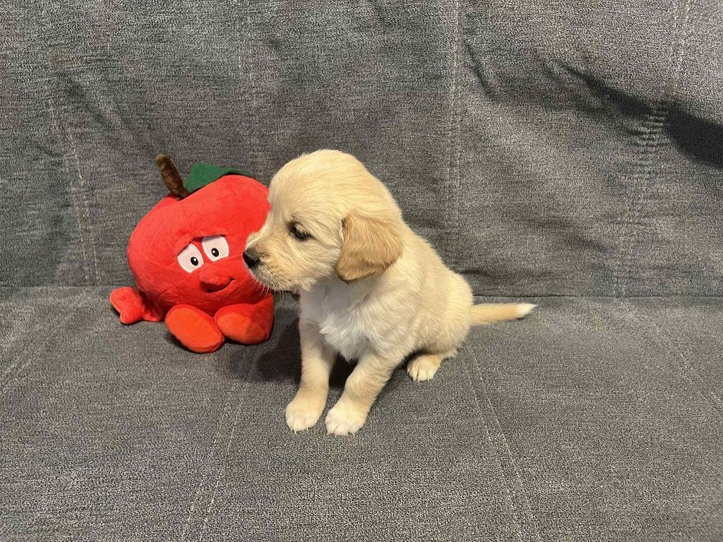 Już do odbioru. Edith suczka Golden Retriever.