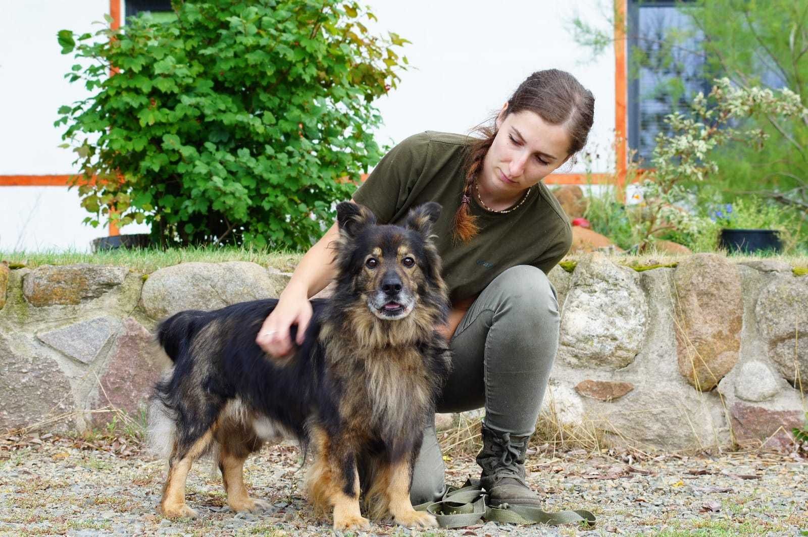Misiu - kochany seniorek do adopcji.