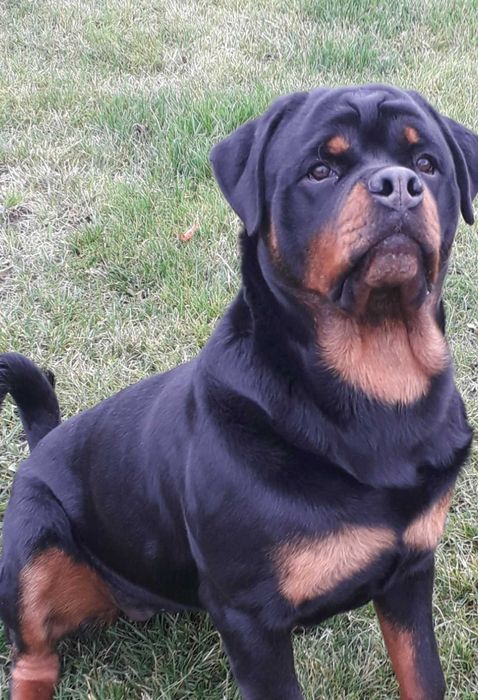 Подрощеная девочка Ротвейлера