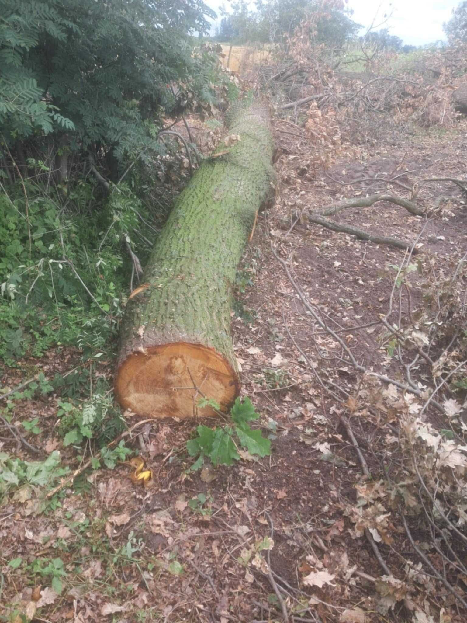 Kłody Dębowe sprzedam