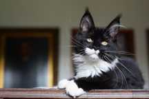 Koteczka maine coon gotowa do odbioru. Ostatnia z miotu.