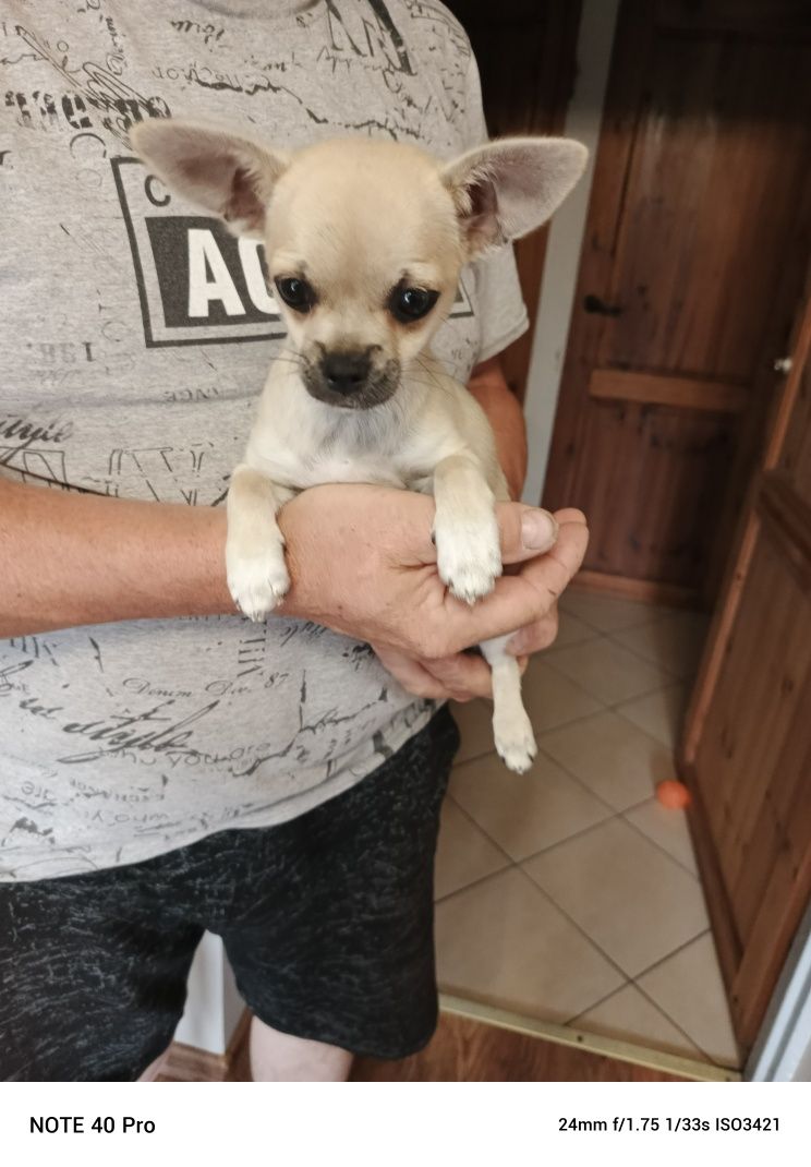 Beżowy piesek chihuahua do odbioru