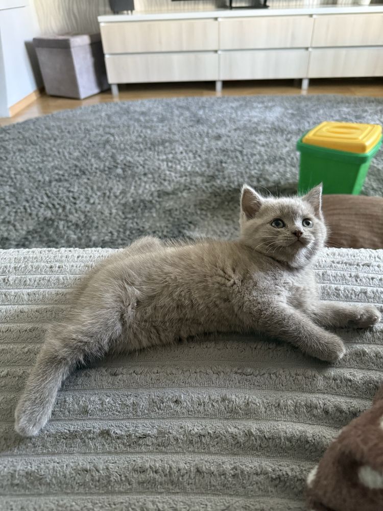 Продам шотландського котика