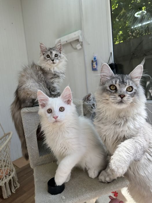 Котята с профессионального питомника мейн кун