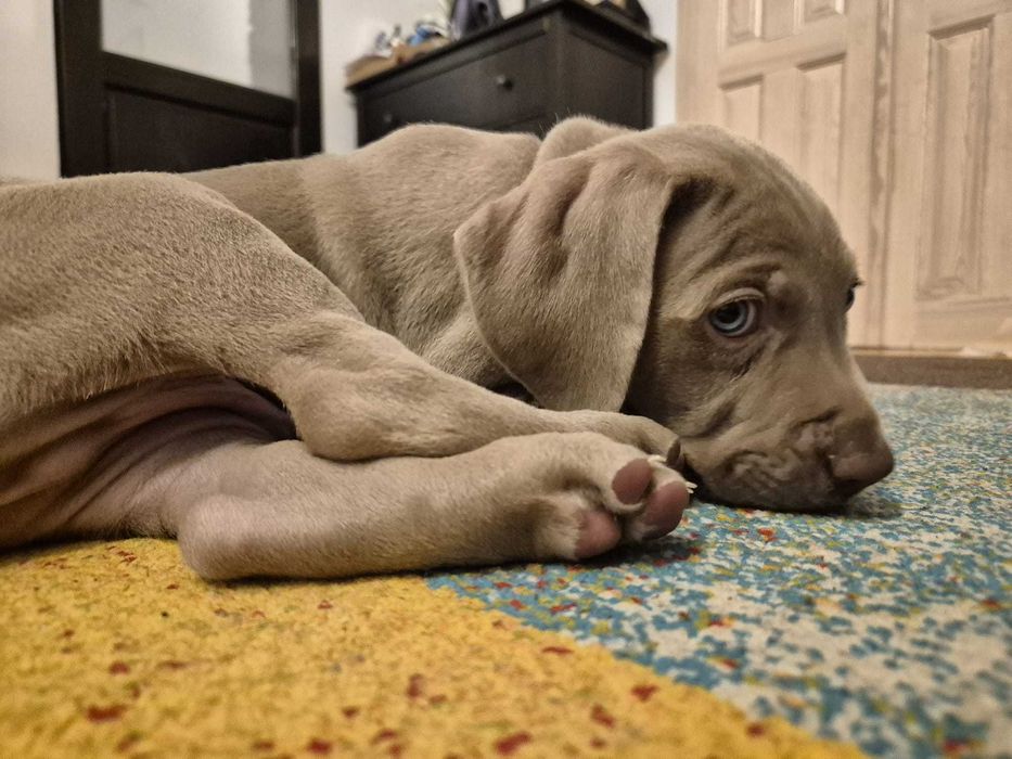 Szczenię wyżeł weimarski Cotar Canis Wrocław ZKwP FCI