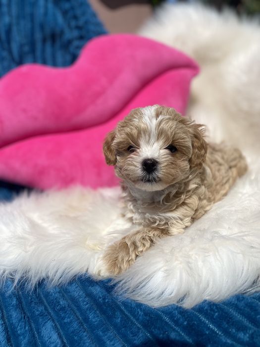 Vip цуценята мальтипу