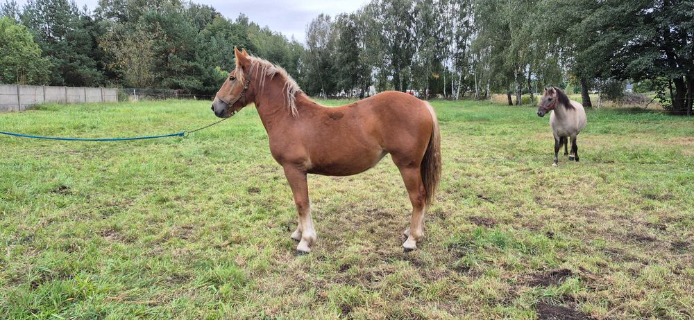 Klacz rasy polski koń zimnokrwisty