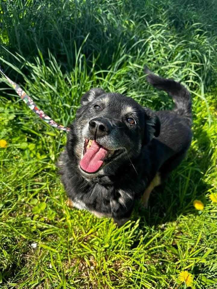 Adoptuj psiego przyjaciela