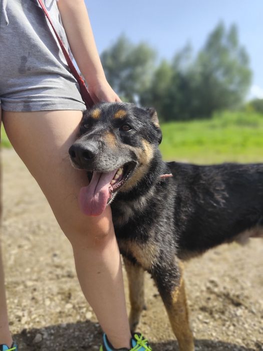 Tary, cudowny przytulak szuka domu