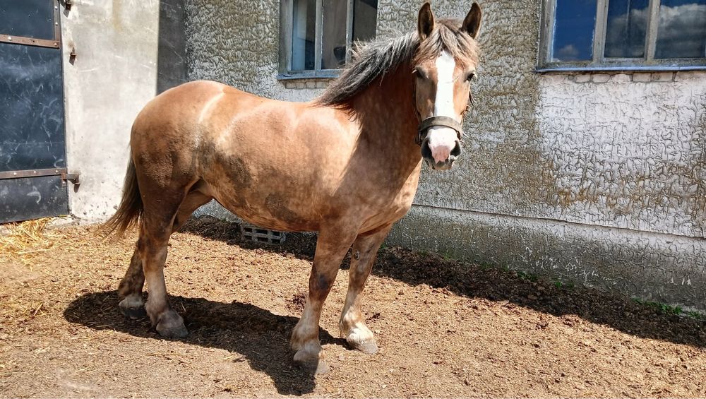 Klacz zimnokrwista 3 lata