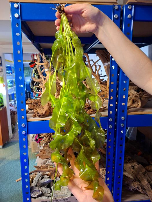 Aponogeton Ulvaceus - piękna roślina akwariowa - Sklep AKWAREKS