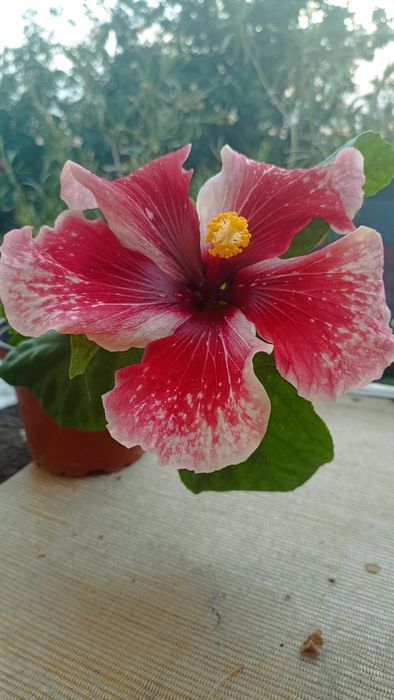 Гібіскус кімнатний сорт Purple Magestic