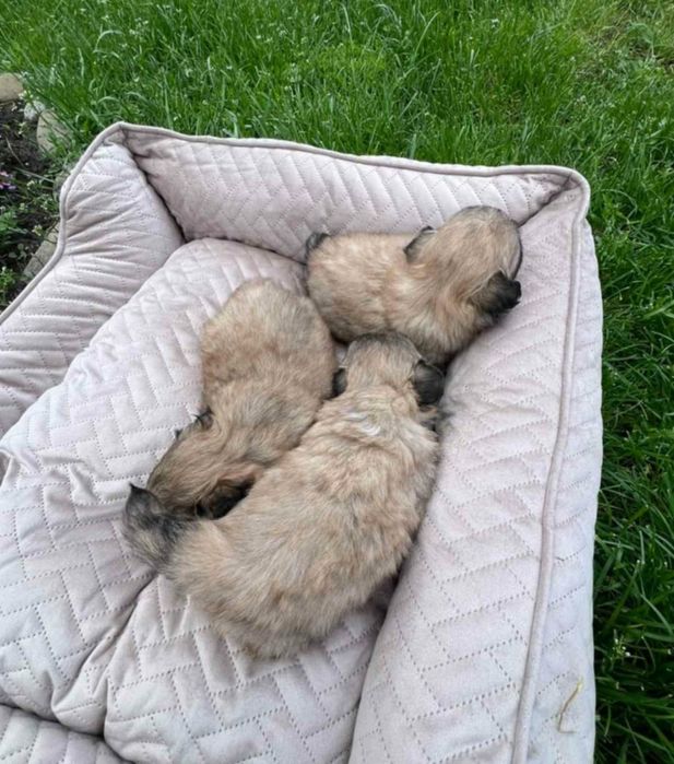 Королівські пекінеси