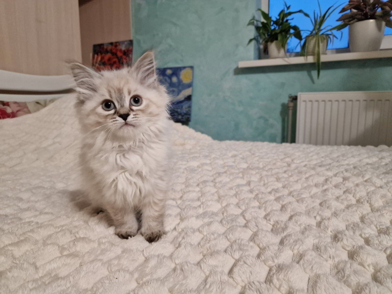 Невські маскарадні котята