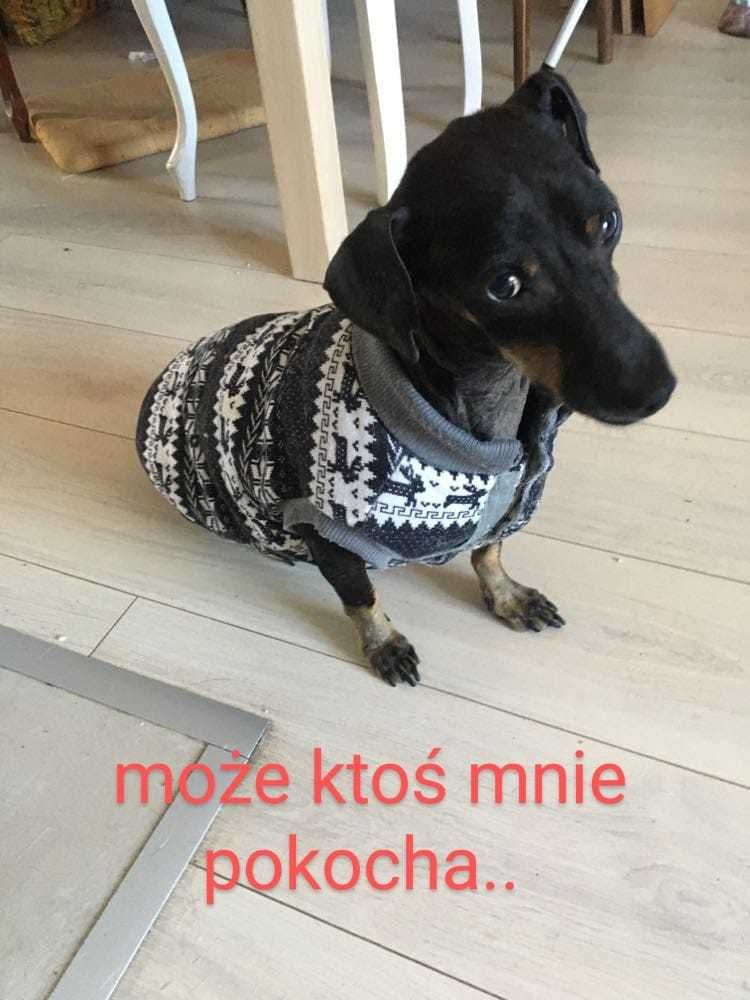 Wymaga leczenia,kiepskie szanse na dom,cudowny,kochany piesek KUBUŚ