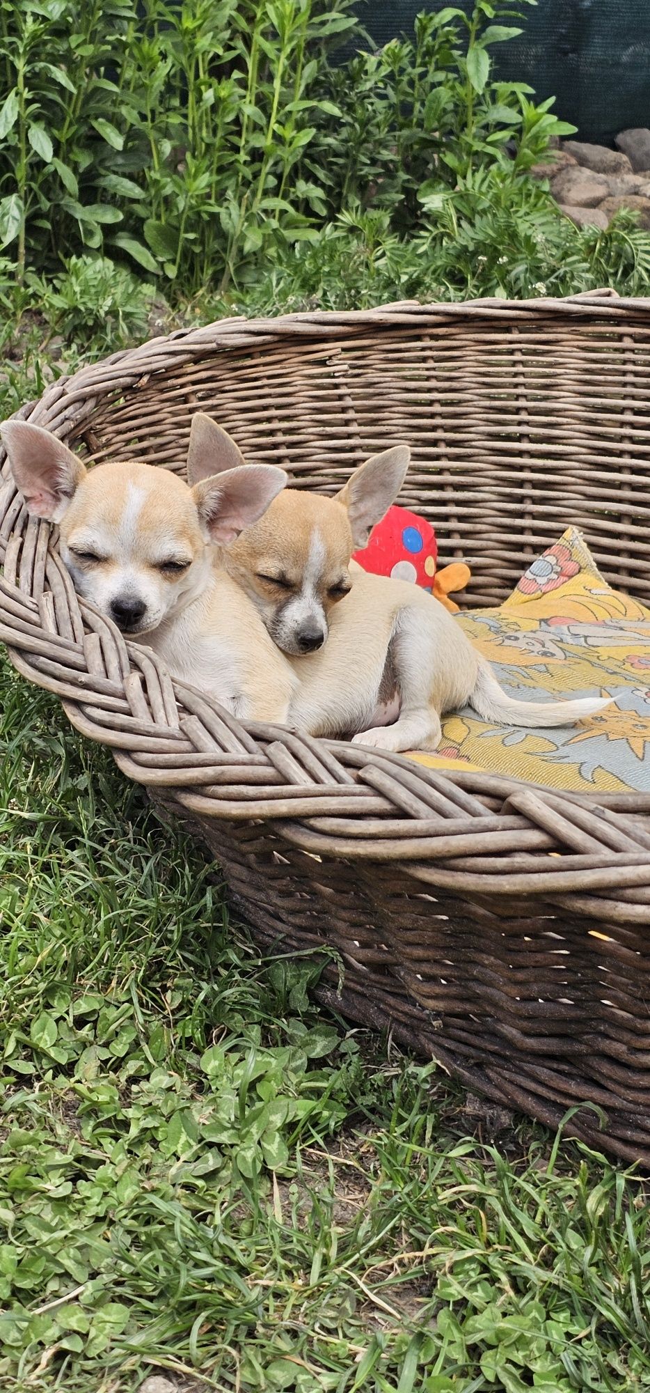 Chihuahua piesek gotowy do odbioru