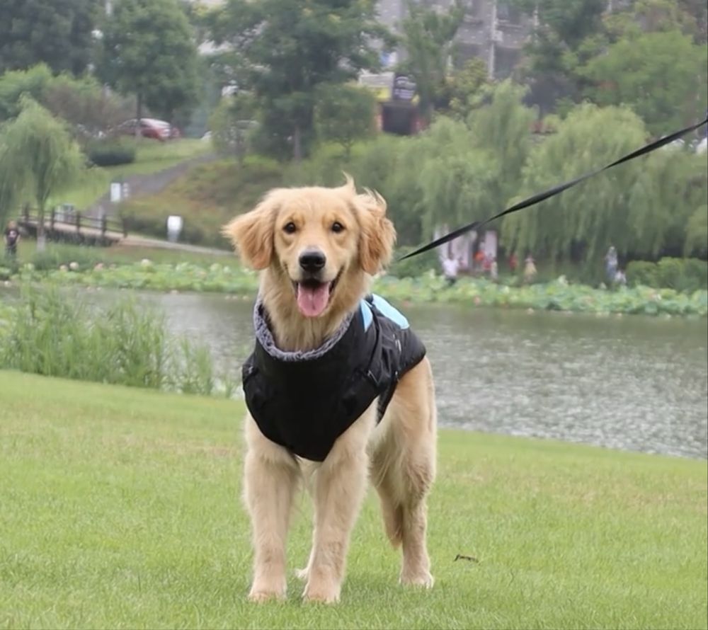 Jaqueta lindissima para cão
