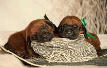 Rhodesian Ridgeback szczenięta