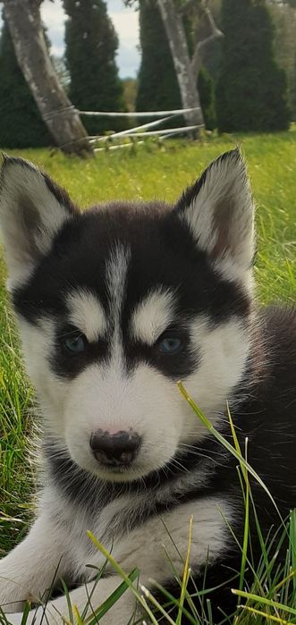 Syberian Husky- suczka