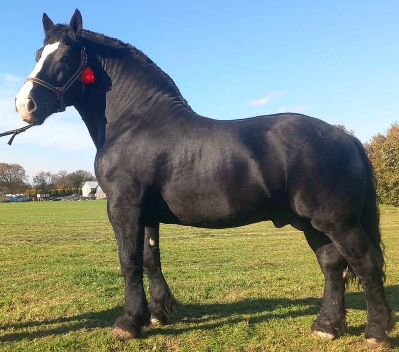 Ogier zimnokrwisty Perszeron CYDOS