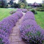 Lawenda wąskolistna Hidcote Blue w doniczkach