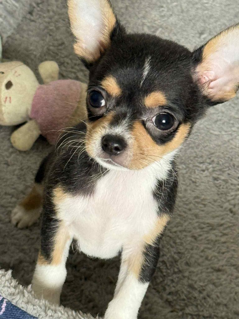Piesek Chihuahua