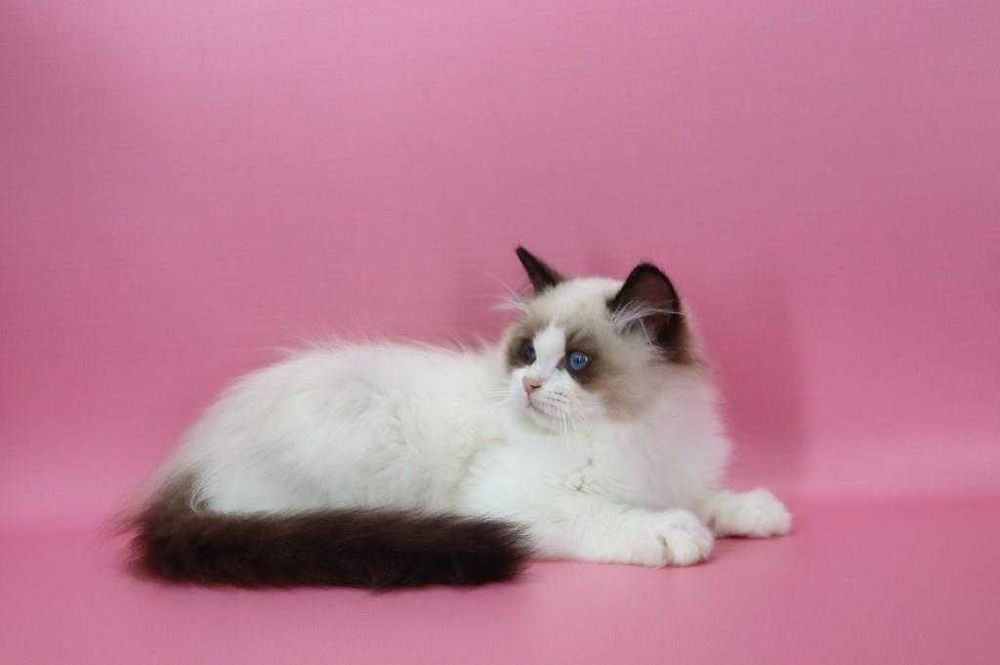 Красавчик с прививками и хорошими манерами-Ragdoll//Регдолл.