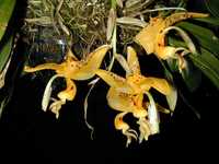 Орхидея стангопея (Stanhopea jenischiana)