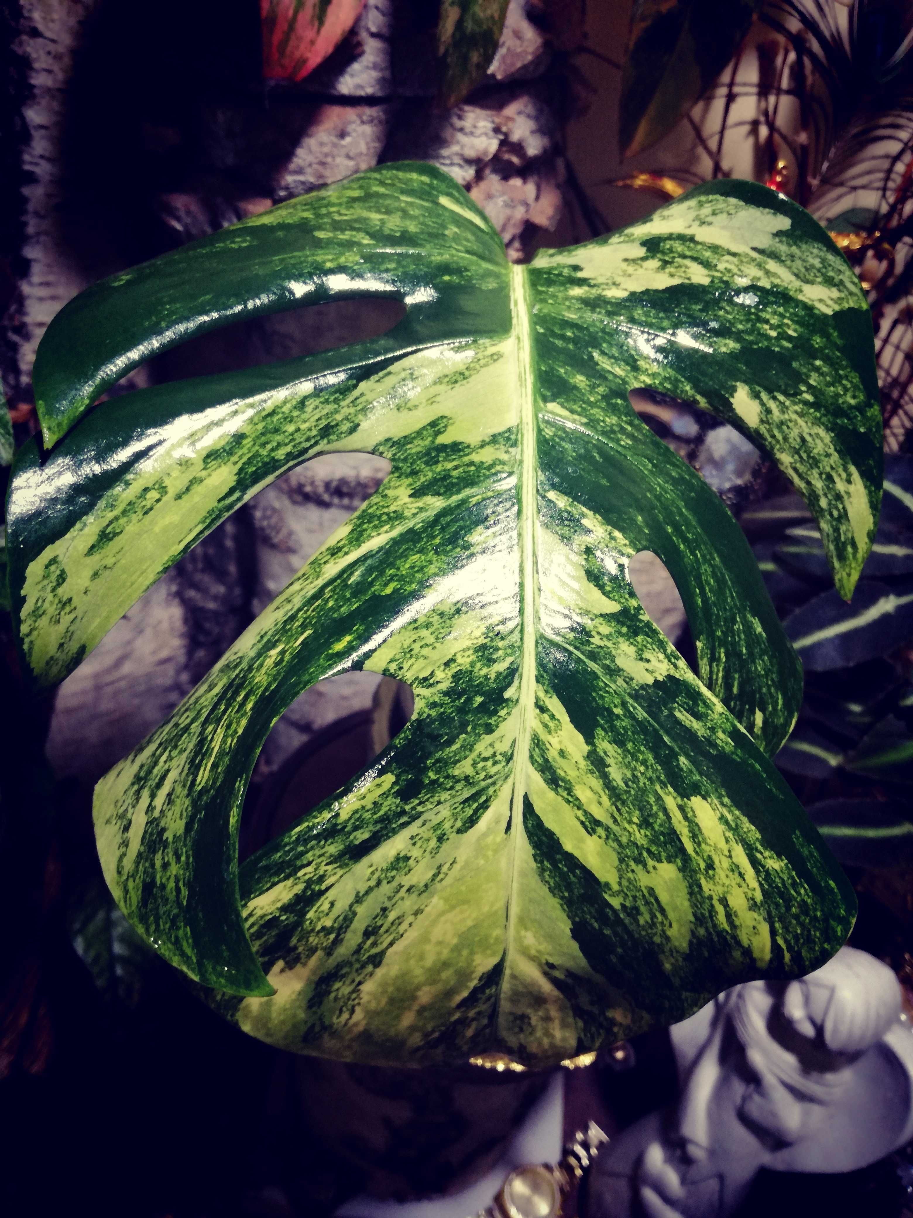 Monstera Marmorata Yellow Marylin Variegata Gold aurea NOWA ! philoden