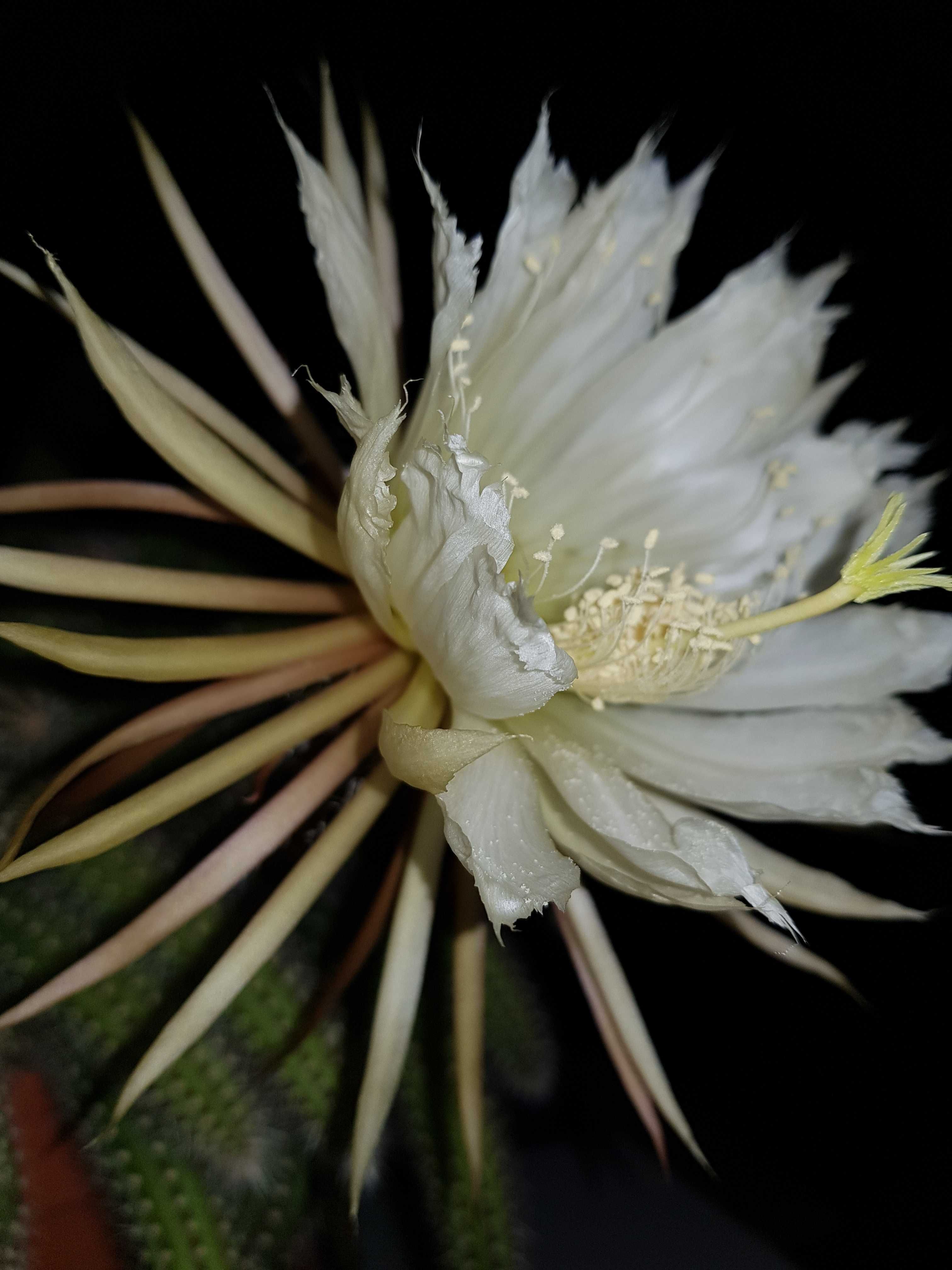 Селеницереус птерантус " Королева ночи"  редкий вид кактуса