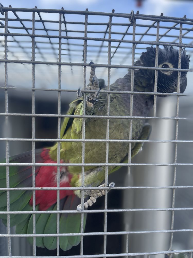 Pionus maximiliani