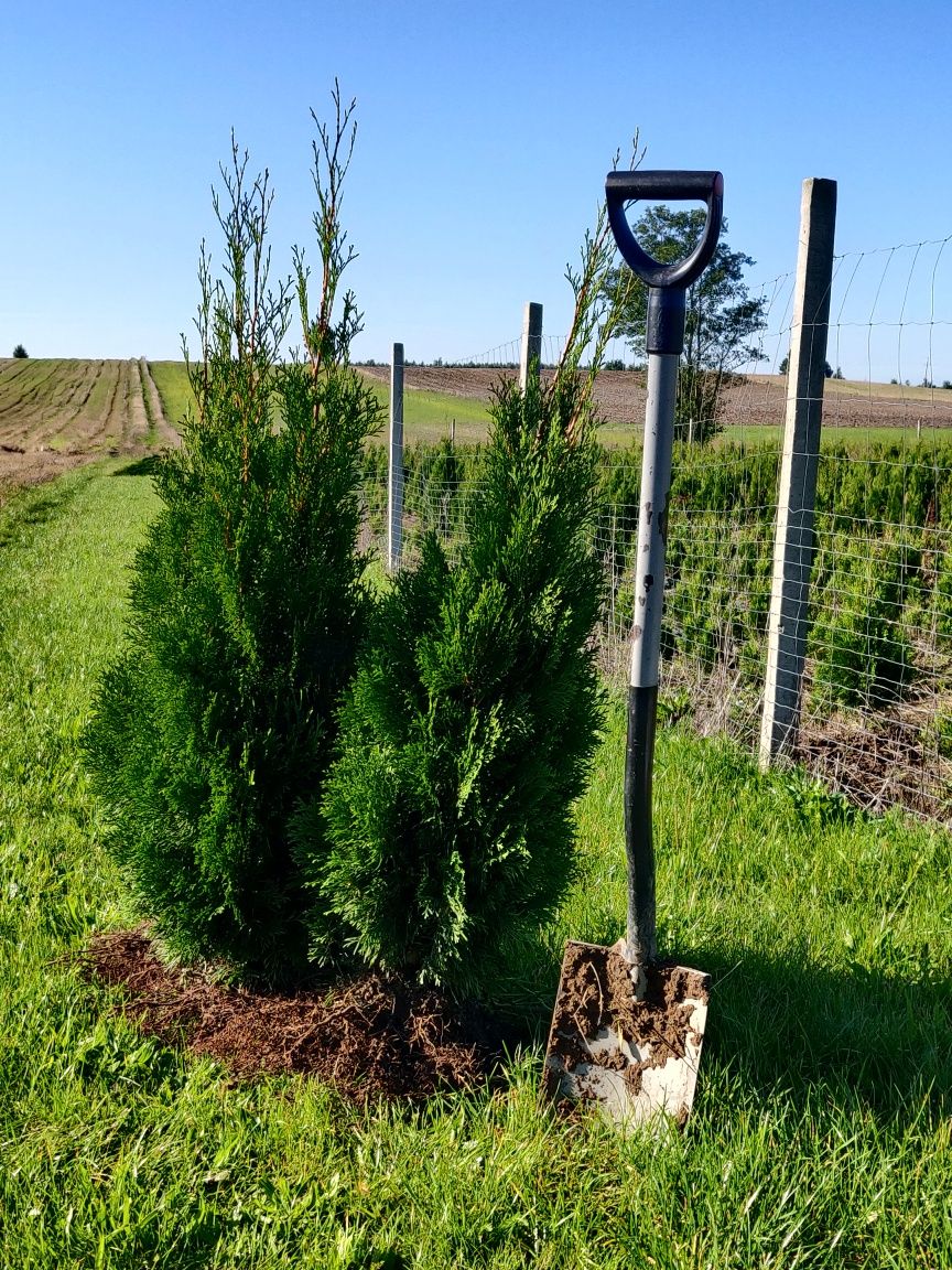 Tuja szmaragd 100 cm z gruntu, gęsta, kopana na zamówienie.