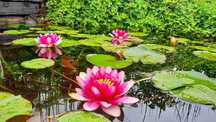 Plantas de lago Nenúfares