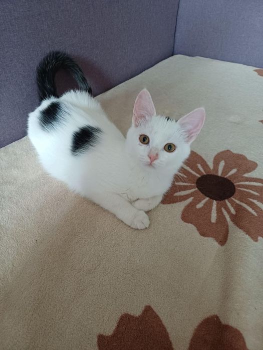 Кошеня хлопчик вік 3-4 місяці