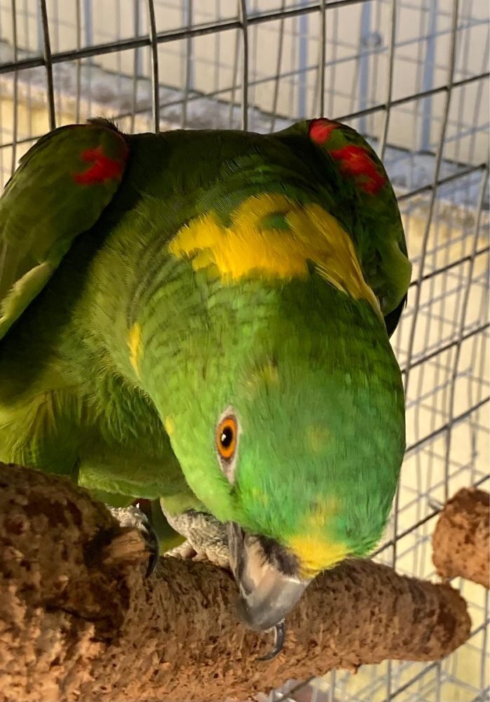 Papagaio auropaliata macho adulto
